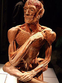 Un homme plastiné, présenté lors du BodyWorlds 2 à l'Ontario Science Centre.